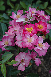 Daydream Rose (Rosa 'Daydream') at Creekside Home & Garden