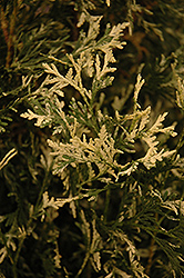 Wansdyke Silver Arborvitae (Thuja occidentalis 'Wansdyke Silver') at Creekside Home & Garden