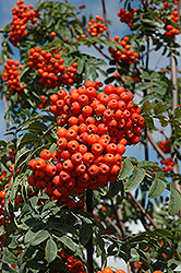 Russian Mountain Ash (Sorbus aucuparia 'Rossica') at Creekside Home & Garden