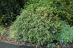 Variegated False Holly (Osmanthus heterophyllus 'Goshiki') at Creekside Home & Garden