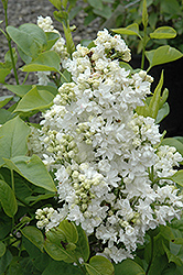 Mme. Lemoine Lilac (Syringa vulgaris 'Mme. Lemoine') at Creekside Home & Garden