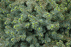 Dwarf Black Spruce (Picea mariana 'Nana') at Creekside Home & Garden