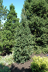 Columnar Norway Spruce (Picea abies 'Cupressina') at Creekside Home & Garden