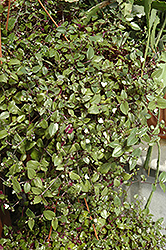 Bridal Veil Spiderwort (Tradescantia 'Bridal Veil') at Creekside Home & Garden