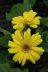 Yellow Gerbera Daisy (Gerbera 'Yellow') at Creekside Home & Garden