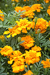 Little Hero Gold Marigold (Tagetes patula 'Little Hero Gold') at Creekside Home & Garden