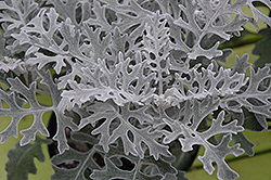 Silver Lace Dusty Miller (Artemisia stelleriana 'Silver Lace') at Creekside Home & Garden