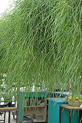 Green Twist Trailing Bamboo (Agrostis stolonifera 'Green Twist') at Creekside Home & Garden