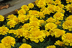 Janie Bright Yellow Marigold (Tagetes patula 'Janie Bright Yellow') at Creekside Home & Garden