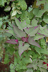 Tricolor Sweet Potato Vine (Ipomoea batatas 'Tricolor') at Creekside Home & Garden