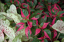 Party Time Alternanthera (Alternanthera ficoidea 'Party Time') at Creekside Home & Garden