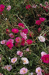 Happy Trails Fuchsia Portulaca (Portulaca grandiflora 'Happy Trails Fuchsia') at Creekside Home & Garden