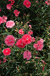 Ideal Select Salmon Pinks (Dianthus 'Ideal Select Salmon') at Creekside Home & Garden