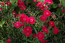 Ideal Select Red Pinks (Dianthus 'Ideal Select Red') at Creekside Home & Garden