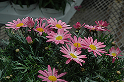 Angelic Giant Pink Marguerite Daisy (Argyranthemum frutescens 'Angelic Giant Pink') at Creekside Home & Garden