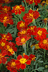 Safari Red Marigold (Tagetes patula 'Safari Red') at Creekside Home & Garden
