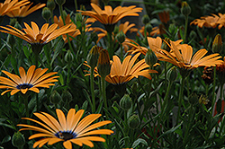 Orange Symphony African Daisy (Osteospermum 'Orange Symphony') at Creekside Home & Garden