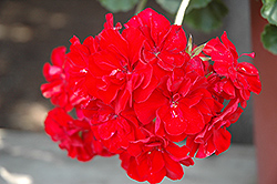Double Take Red Geranium (Pelargonium 'Double Take Red') at Creekside Home & Garden