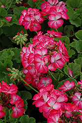 Pinto Premium Rose Bicolor Geranium (Pelargonium 'Pinto Premium Rose Bicolor') at Creekside Home & Garden