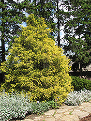 Golden Threadleaf Falsecypress (Chamaecyparis pisifera 'Filifera Aurea') at Creekside Home & Garden