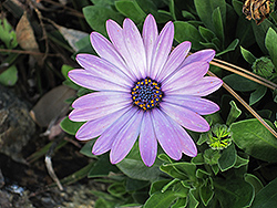 Soprano Light Purple African Daisy (Osteospermum 'Soprano Light Purple') at Creekside Home & Garden