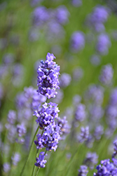 Hidcote Blue Lavender (Lavandula angustifolia 'Hidcote Blue') at Creekside Home & Garden
