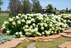Incrediball Hydrangea (Hydrangea arborescens 'Abetwo') at Creekside Home & Garden