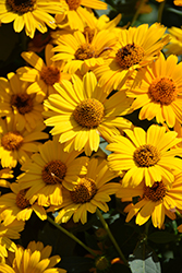 Tuscan Sun False Sunflower (Heliopsis helianthoides 'Tuscan Sun') at Creekside Home & Garden