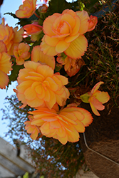 Illumination Golden Picotee Begonia (Begonia 'Illumination Golden Picotee') at Creekside Home & Garden