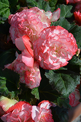 Nonstop Rose Petticoat Begonia (Begonia 'Nonstop Rose Petticoat') at Creekside Home & Garden
