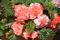 Nonstop Rose Petticoat Begonia (Begonia 'Nonstop Rose Petticoat') at Creekside Home & Garden