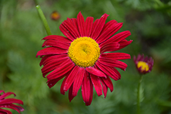 Robinson's Red Painted Daisy (Tanacetum coccineum 'Robinson's Red') at Creekside Home & Garden