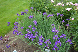 Ruffled Velvet Iris (Iris sibirica 'Ruffled Velvet') at Creekside Home & Garden