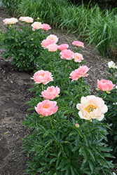Coral Sunset Peony (Paeonia 'Coral Sunset') at Creekside Home & Garden
