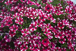 Cascadias Bicolor Cabernet Petunia (Petunia 'Cascadias Bicolor Cabernet') at Creekside Home & Garden
