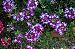 Lanai Twister Purple Verbena (Verbena 'Lanai Twister Purple') at Creekside Home & Garden