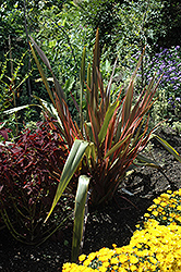 Sundowner New Zealand Flax (Phormium 'Sundowner') at Creekside Home & Garden