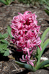 Pink Pearl Hyacinth (Hyacinthus orientalis 'Pink Pearl') at Creekside Home & Garden