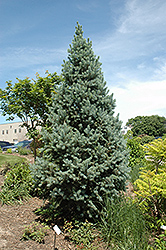 Upright Colorado Spruce (Picea pungens 'Fastigiata') at Creekside Home & Garden