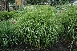 Porcupine Grass (Miscanthus sinensis 'Strictus') at Creekside Home & Garden