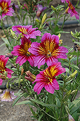 Royale Purple Bicolor Stained Glass Flower (Salpiglossis sinuata 'Royale Purple Bicolor') at Creekside Home & Garden