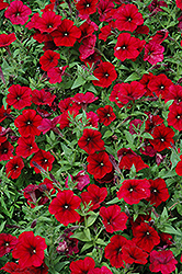 Easy Wave Red Velour Petunia (Petunia 'Easy Wave Red Velour') at Creekside Home & Garden