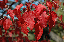 Amur Maple (Acer ginnala) at Creekside Home & Garden