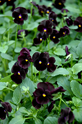 Sorbet Black Delight Pansy (Viola 'Sorbet Black Delight') at Creekside Home & Garden