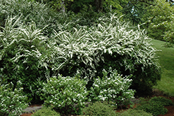 Snowmound Spirea (Spiraea nipponica 'Snowmound') at Creekside Home & Garden
