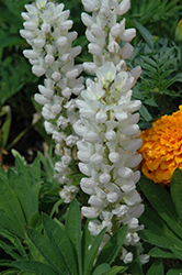 Mini Gallery White Lupine (Lupinus 'Mini Gallery White') at Creekside Home & Garden
