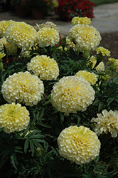Vanilla Marigold (Tagetes erecta 'Vanilla') at Creekside Home & Garden