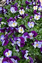Cool Wave Violet Wing Pansy (Viola x wittrockiana 'PAS835631') at Creekside Home & Garden