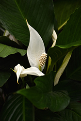 Peace Lily (Spathiphyllum wallisii) at Creekside Home & Garden