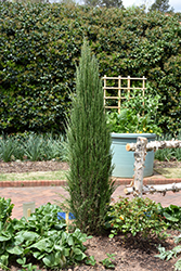 Blue Arrow Juniper (Juniperus scopulorum 'Blue Arrow') at Creekside Home & Garden